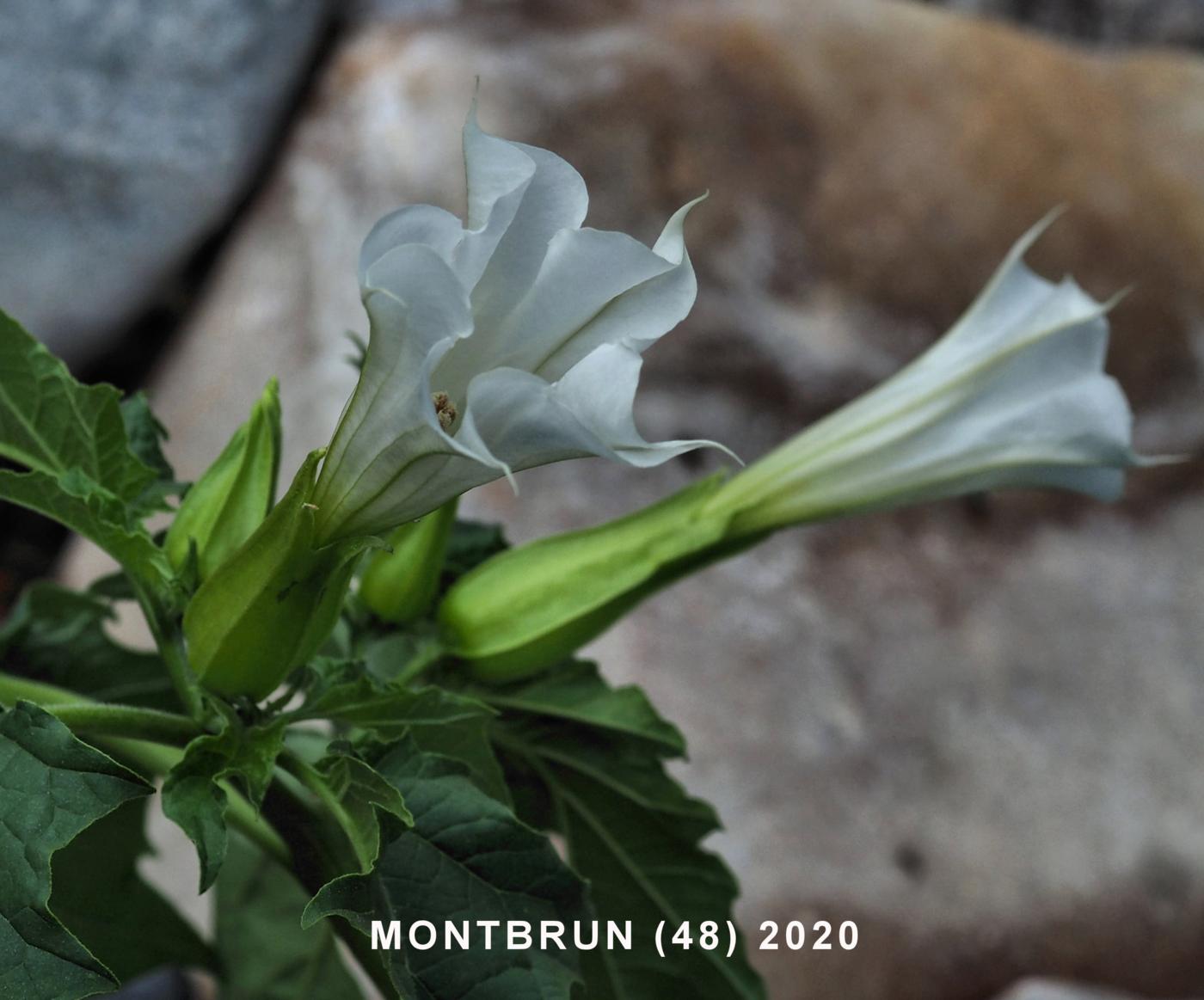 Thorn Apple flower